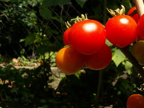 News-tomatoes.jpg